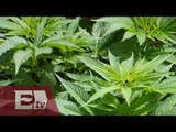 La legalización de la marihuana en México / José Buendía