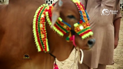 This GHENA is love ♥ - Cow Mandi 2017 - Eid ul Azha 2017
