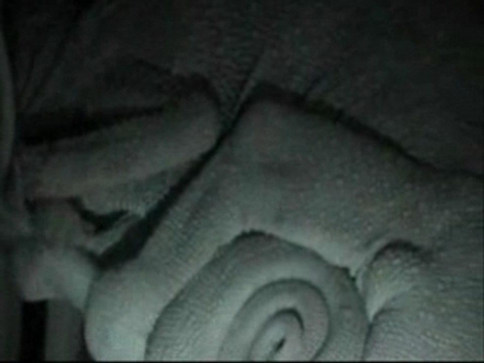 - caméléon L'Endormi -  par SMöN