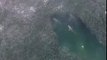 Astonishing drone footage shows SHARKS in a feeding frenzy off the coast of the Hamptons
