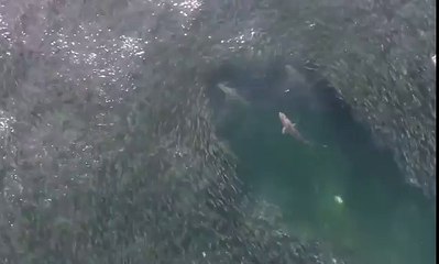 Astonishing drone footage shows SHARKS in a feeding frenzy off the coast of the Hamptons