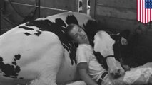 Foto anak kecil dan sapi tidur berdampingan membuat netizen heboh - TomoNews