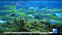 Wakatobi, Kawasan Taman Nasional Laut dengan 940 Spesies Ikan