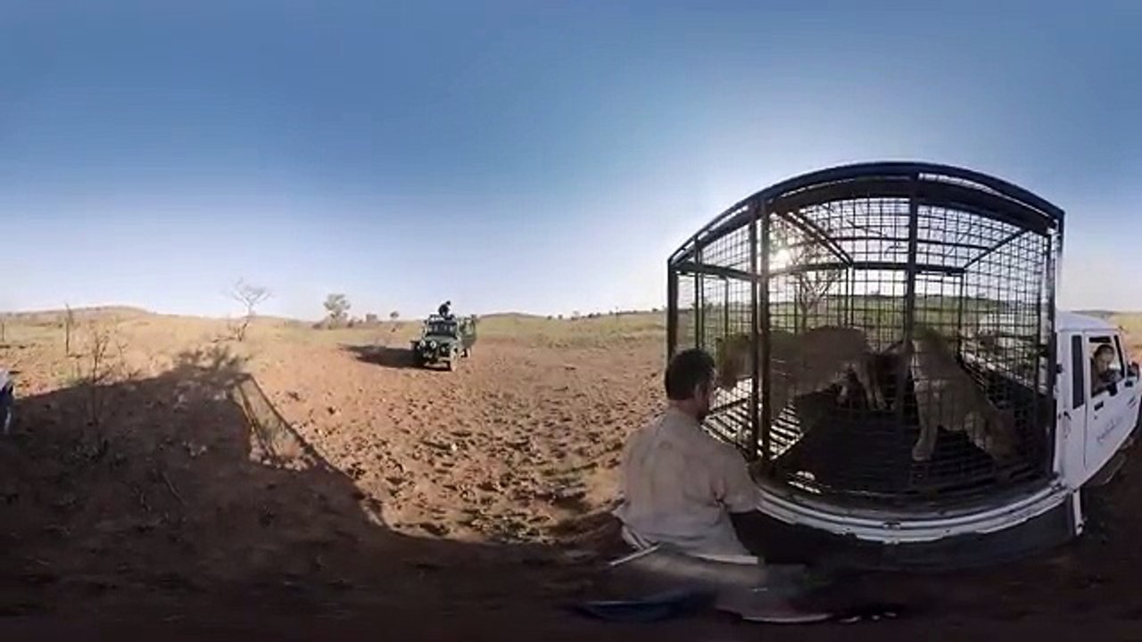 Une GoPro capture des images improbables d’une lionne qui nage avec celui qui l’a sauvée lorsqu’elle était bébé ! Magiqu