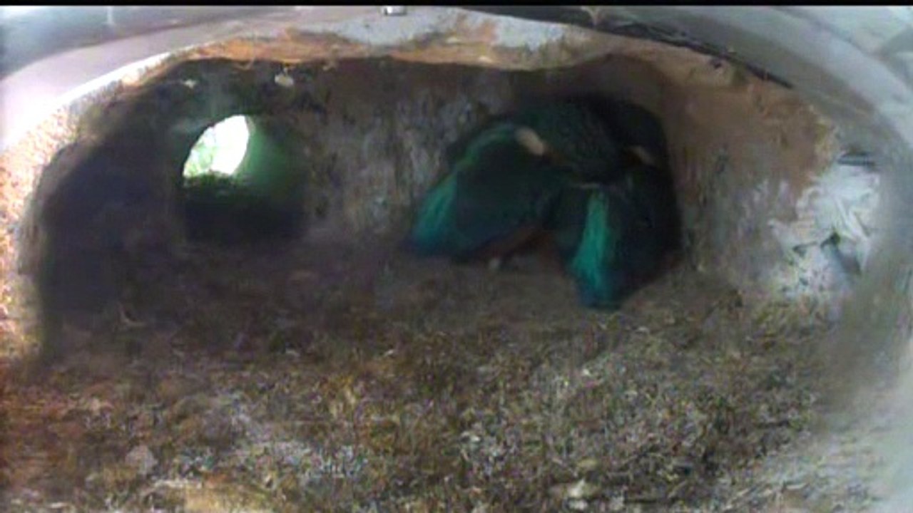 Live aus der Eisvogel Bruthoehle (3696)