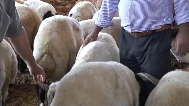 4 Boynuzlu Koyun Otomobil Fiyatında