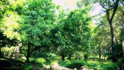 Sante Cruze & Crazibiza feat. Rich Fayden - Set Me Free (Music video edit)