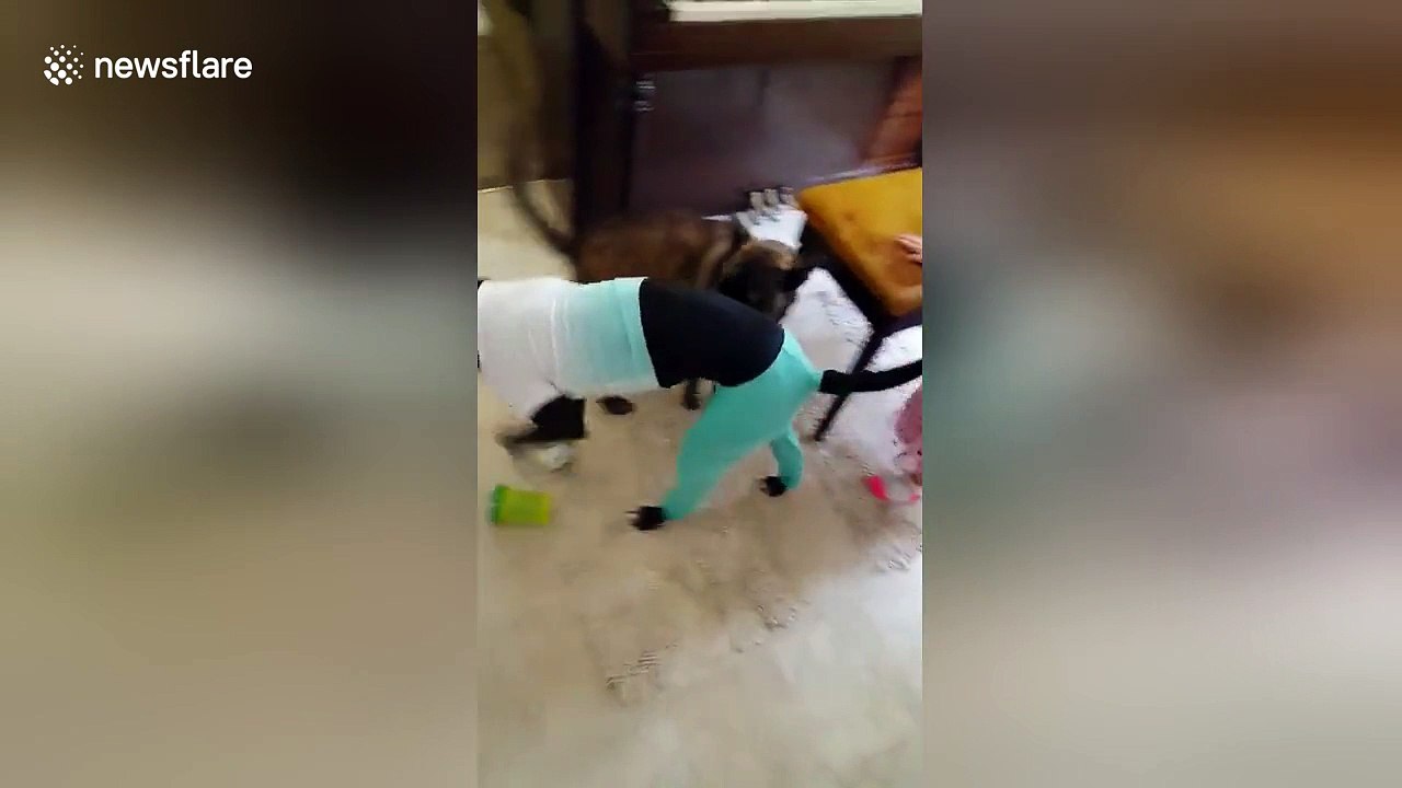 Dog walks around home with baby clothes on