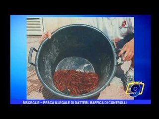 Bisceglie | Pesca illegale di datteri, raffica di controlli