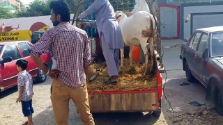 White Beauty of 2017 - Cow Mandi 2017 - Eid ul Azha 2017