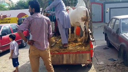 White Beauty of 2017 - Cow Mandi 2017 - Eid ul Azha 2017