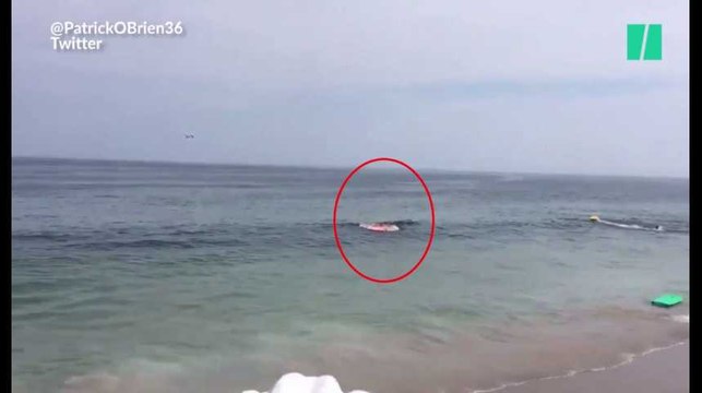 Grosse frayeur pour ces baigneurs alors qu'un requin dévore un phoque juste à côté d'eux