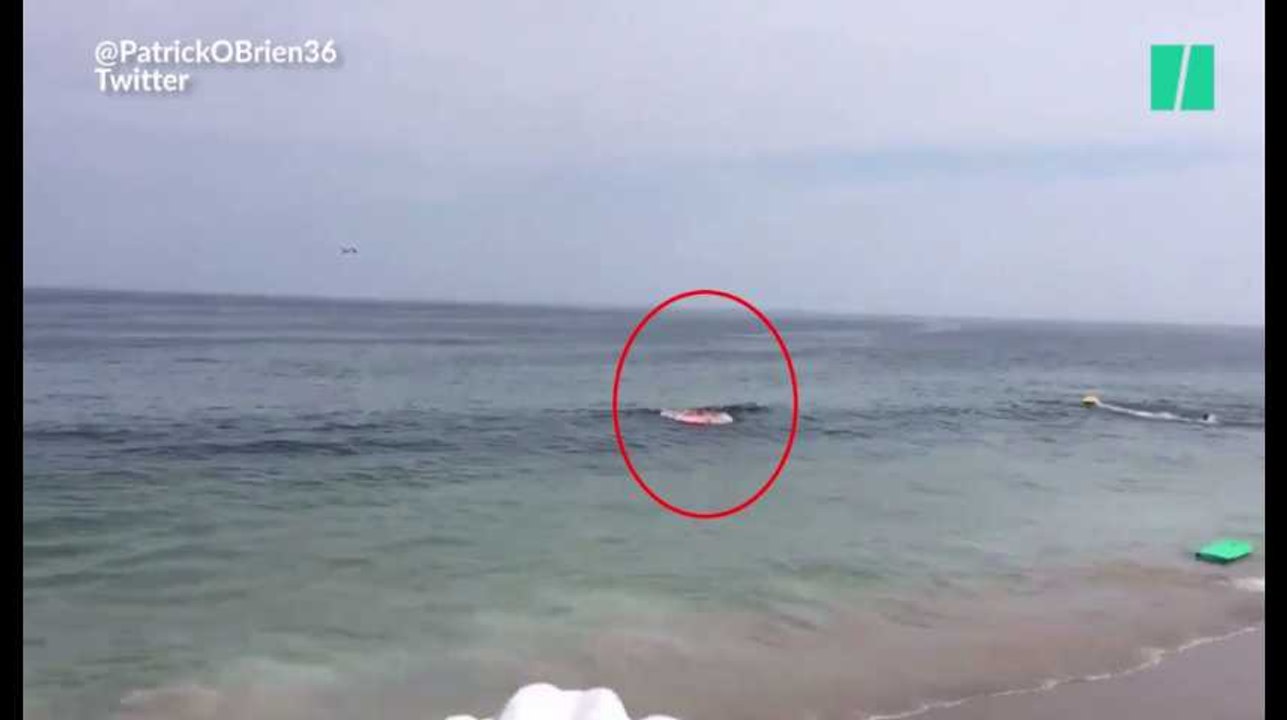 Grosse frayeur pour ces baigneurs alors qu'un requin dévore un phoque juste à côté d'eux