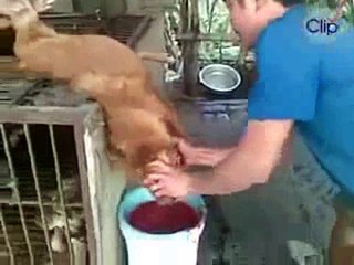 TỘI NGHIỆP QUÁ.......... NAM MÔ A DI ĐÀ PHẬT. (2)