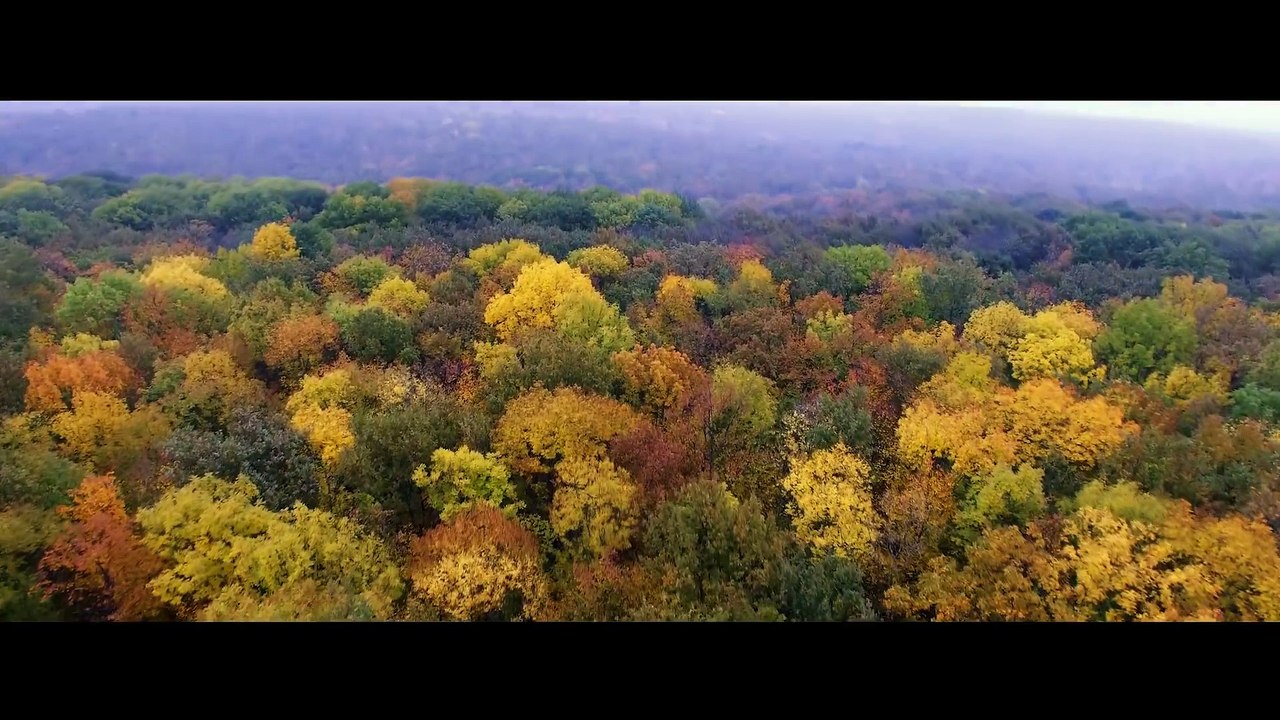 Андрей Леницкий - Листья