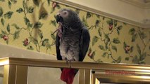 Love and Kisses from Einstein the Talking Texan Parrot!  