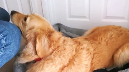 Un chien adore son nouveau panier