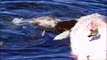 Des grands requins blancs dévorent le corps d'une baleine