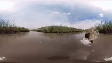 Incroyable : une lionne nage avec l'homme qui l’a sauvée lorsqu’elle était bébé