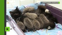 Trop mignon, une chatte allaite des bébés hérissons