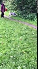 Pooh hat sein eigenes Tempo