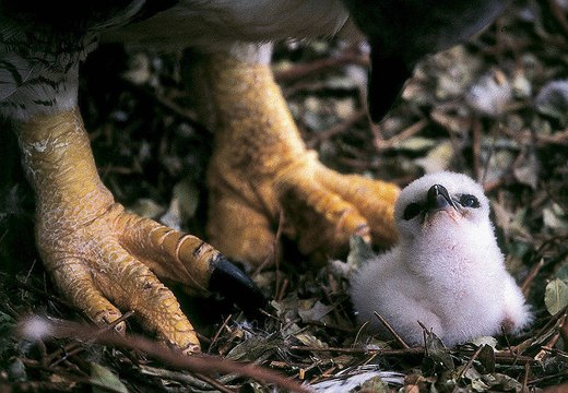 Harpia harpyja - Loài Đại Bàng lớn nhất thế giới