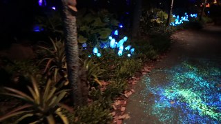 Nighttime look at bioluminescence of Pandora The World of Avatar at Disneys Animal Kingdo