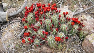 Desert Botanical Garden Research: Cactus conservation from global to local