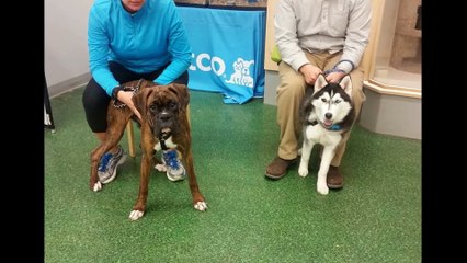 Pawsitive Dog Academy - (970) 690-2269