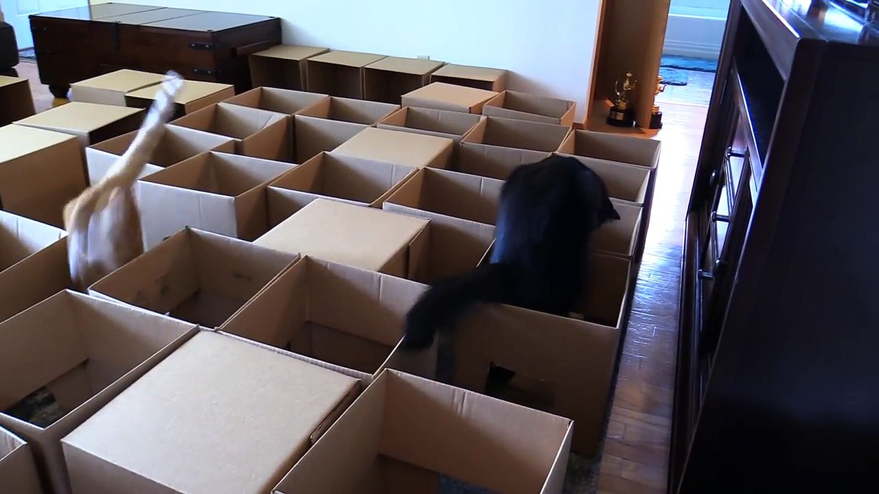 Un labyrinthe pour chats