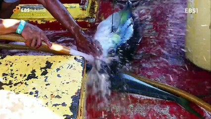 EBS 다큐프라임 - 생명의 해류 2000km 1부- 지구의 동맥, 적도해류_#002