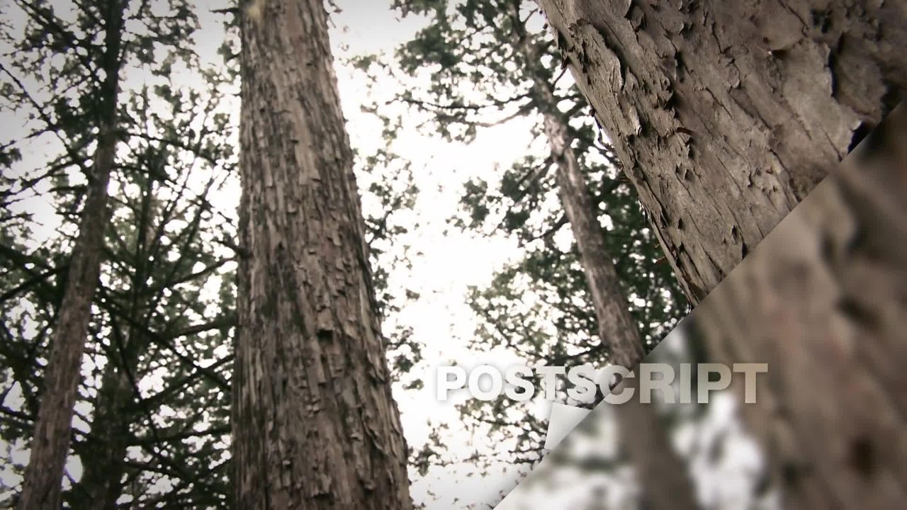Post Script - Scott Heidler - Forest Bathing in...