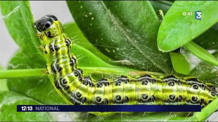 Environnement : quatre départements envahis par un papillon chinois