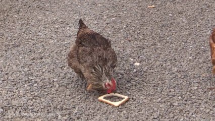 Poule vs Tranche de pain de mie