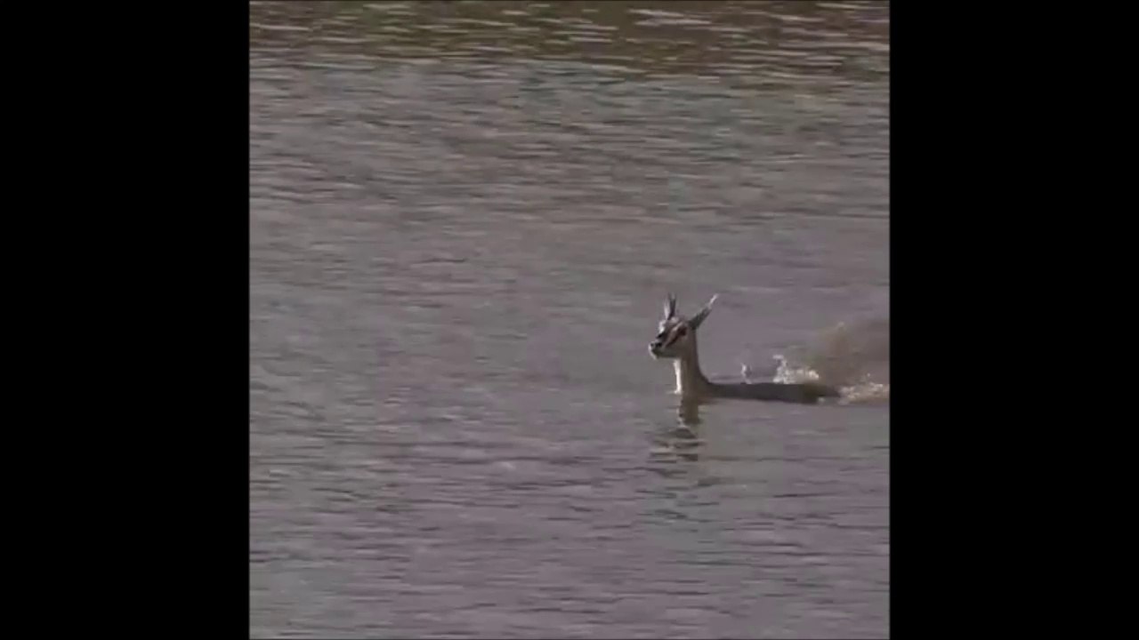 Cette pauvre antilope va traverser une rivière au pire moment ! Crocodile!!!!