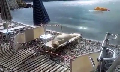 Un phoque dort paisiblement sur un transat