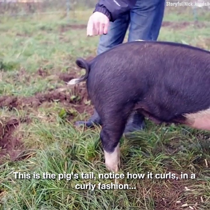 Comment redresser la queue d'un cochon ?