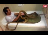 Njihuni me personin i cili ben banjo me kobrat e tij (360video)
