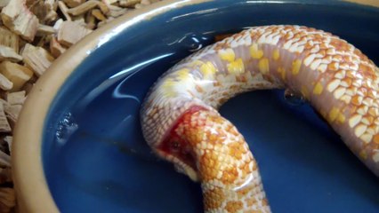 Suicidal Snakes Eats Itself