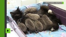 Une chatte Russe prend soin huit bébés hérissons! adorable