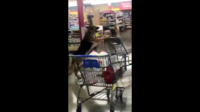 Ce chien pousse le chariot pour faire les courses !