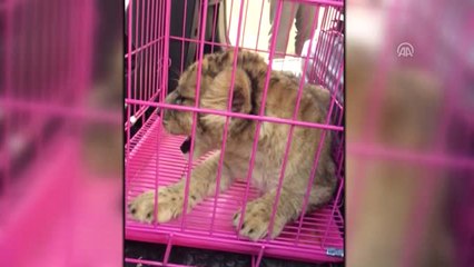 Cizre'de Araçta Aslan Yavrusu Bulundu