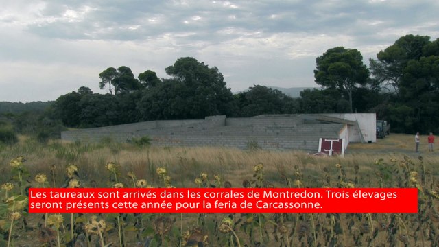 Les toros sont arrivés dans les corrales de Montredon pour la feria de Carcassonne