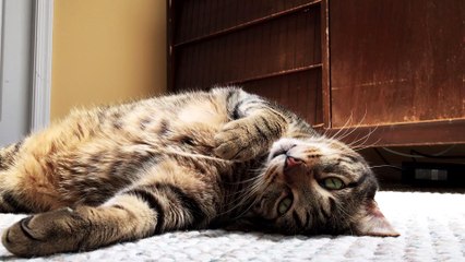 Six Tips Every New Cat Owner Needs to Know