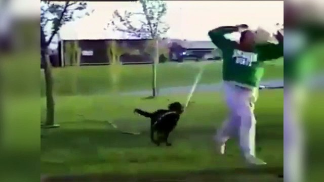 Un chien court après son maître avec un tuyau d'arrosage !