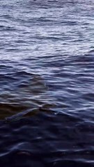 Une raie manta au large de St-Tropez