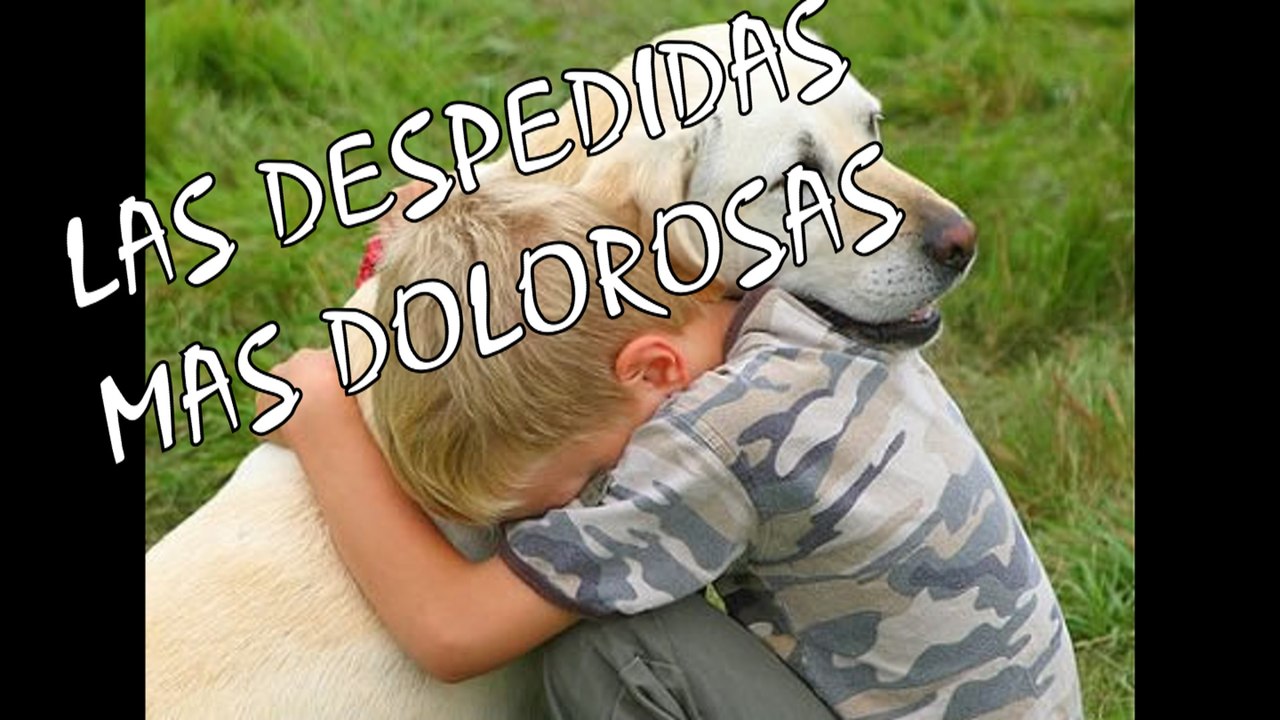 LAS 7 DESPEDIDAS MAS DOLOROSAS Y DESGARRADORAS DE LOS DUEÑOS A SUS MASCOTAS (PARTE 2) | OSCAR JACK