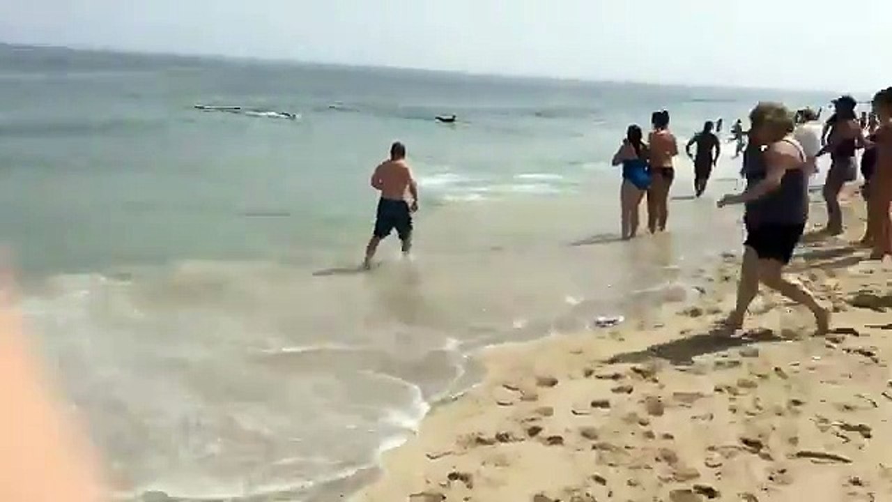 Shark Attacks A Seal On The Beach!