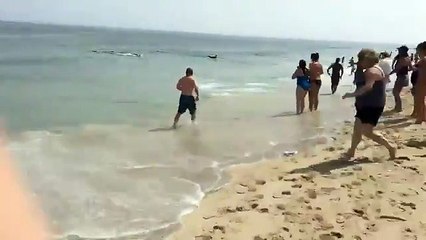Shark Attacks A Seal On The Beach!