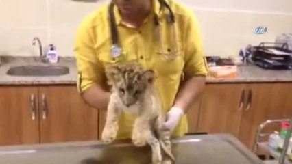 Cizre'de Bir Araçta Yavru Aslan Bulundu